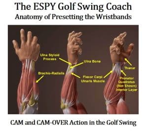 The Fourhorsemen of Golf Key Muscles