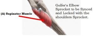 Supinator muscle