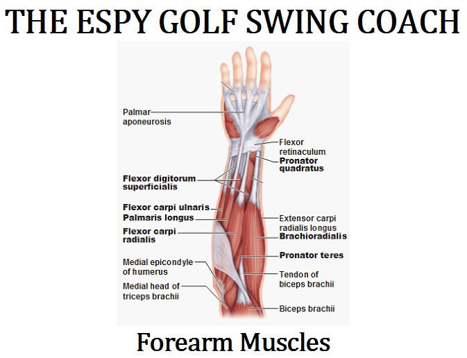 02 Forearmmuscles Espy Golf Swing Coach