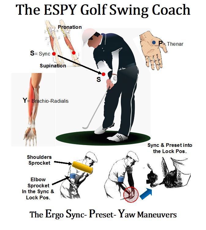 GOLFER'S KEY TARGET MUSCLES ESPY GOLF Swing Coach