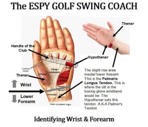 Palmer's Tendon to help sync the golfer's elbow with their shoulders.