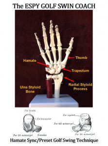 In my conversation with Warren Morris, I explained the theory of the ESPY Golf Swing technique that the Hamate bone was the key wrist bone in the golf swing. In the Figure below showing the skeletal model of the human hand, I labeled three of the eight tiny bones in the wrist. Two of these bones are quintessential in setting the Sync/Preset golf swing technique to the Lock Position.